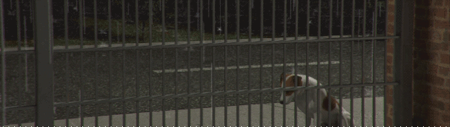 Animal Shelter – zraněný psík