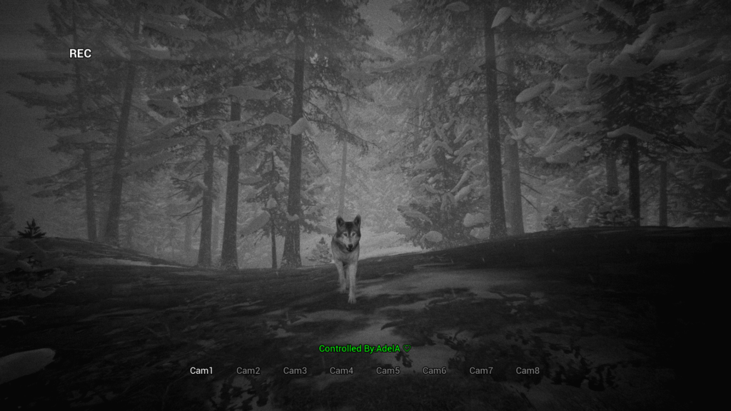 Bigfoot Vlk zachycen na kameru