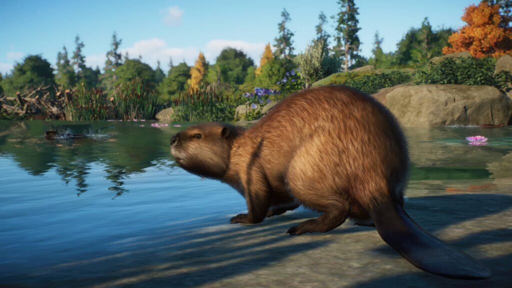 Planet Zoo bobr kanadský