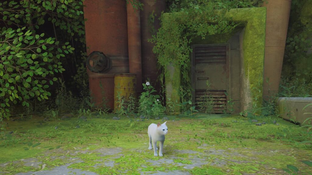 Stray – bílá kočka