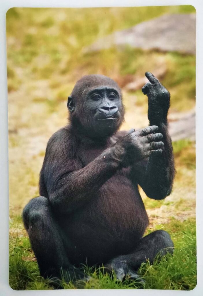 What Do You Meme – víš, co mi můžeš