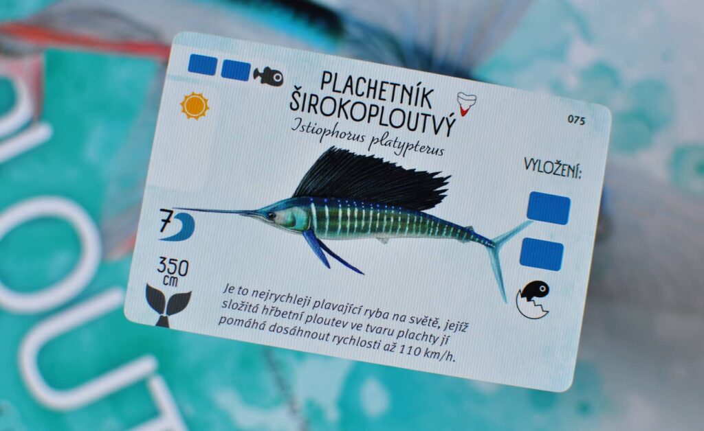 Na ploutvích - nejrychlejší ryba na planetě, to je plachetník širokoploutvý