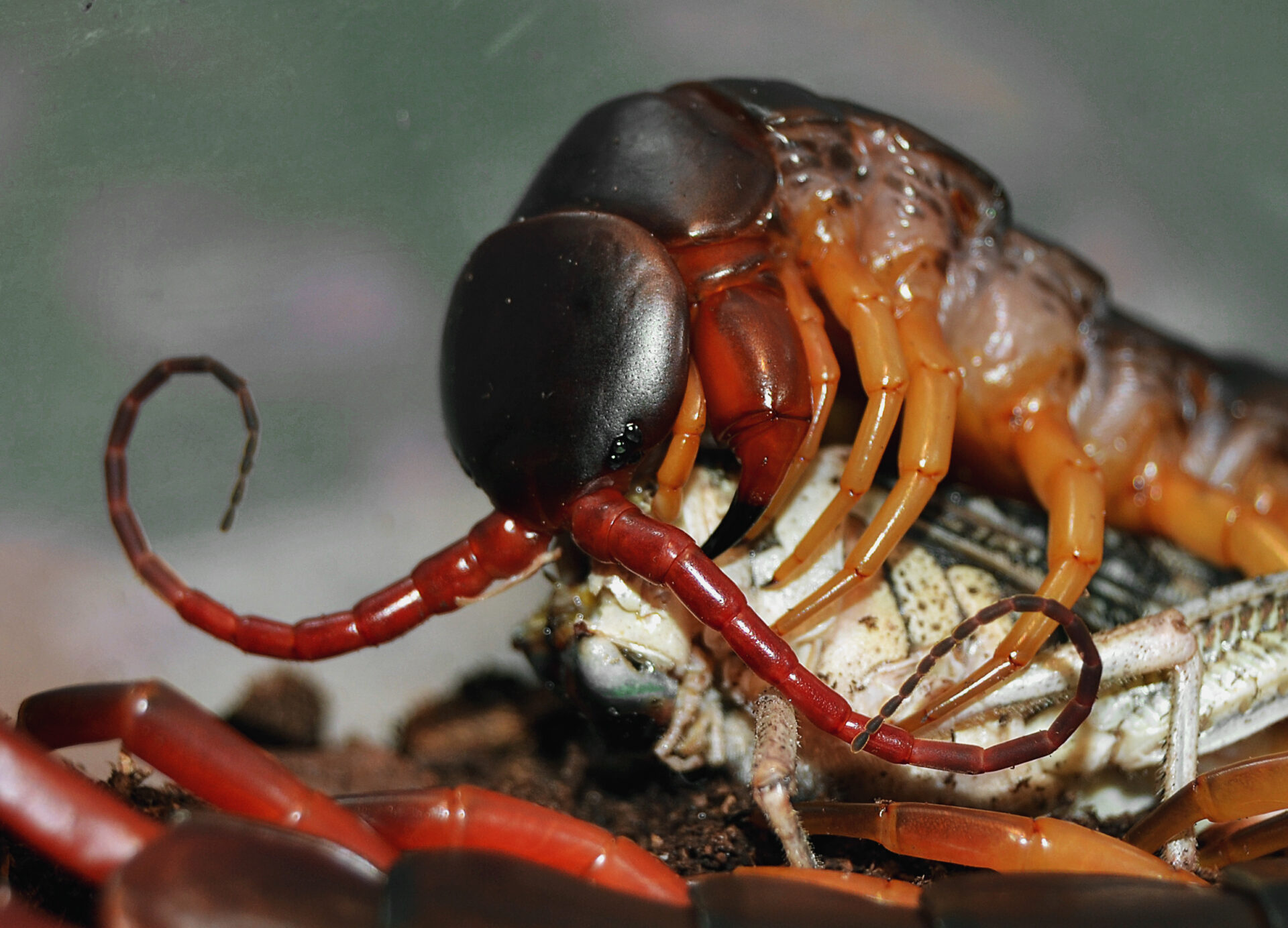 Scolopendra žere saranče